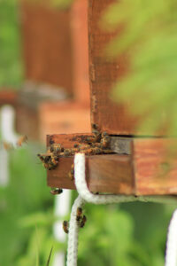 talleres sobre abejas y apicultura