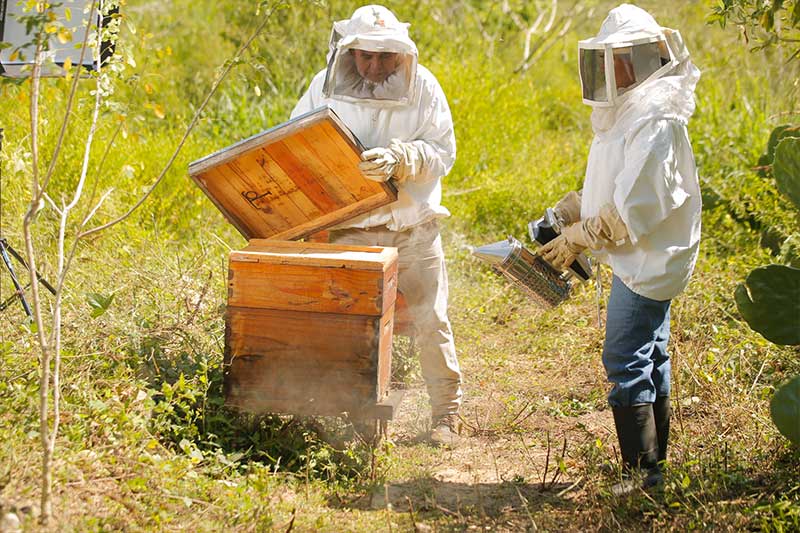 Mielíferos, miel orgánica de México