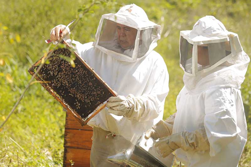 talleres apícolas en México, aprende sobre las abejas